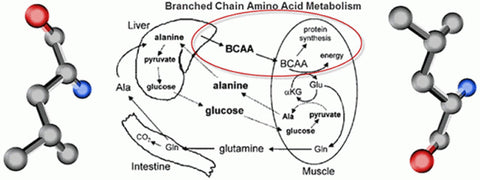 BCAA's Branched Chain Amino Acids