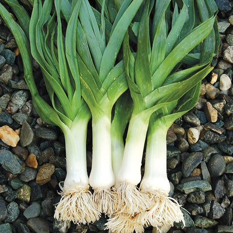 Leek Recipes