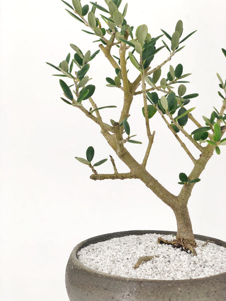 'Olivia' the European Olive Tree