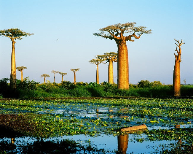 Baobab Tree