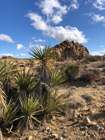 Joshua Tree National Park