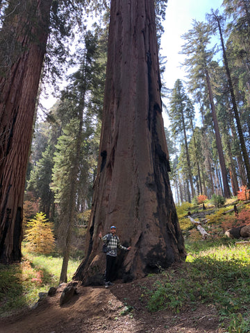 Sequoia National Park, Tree