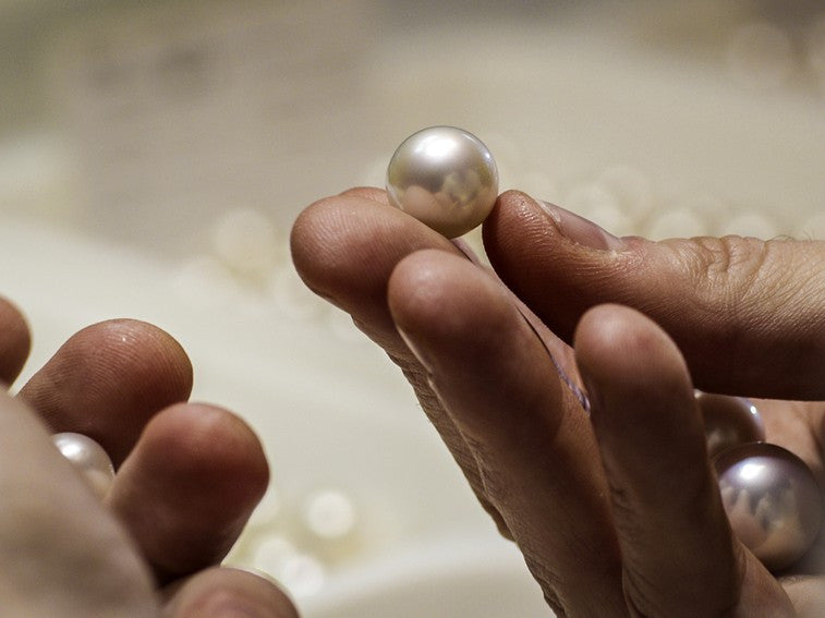 A single Australian South Sea pearl