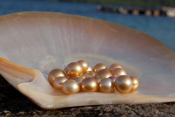 Gorgeous Golden South Sea Pearls