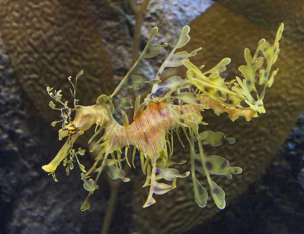 Leafy Sea Dragon, courtesy of Wikipedia