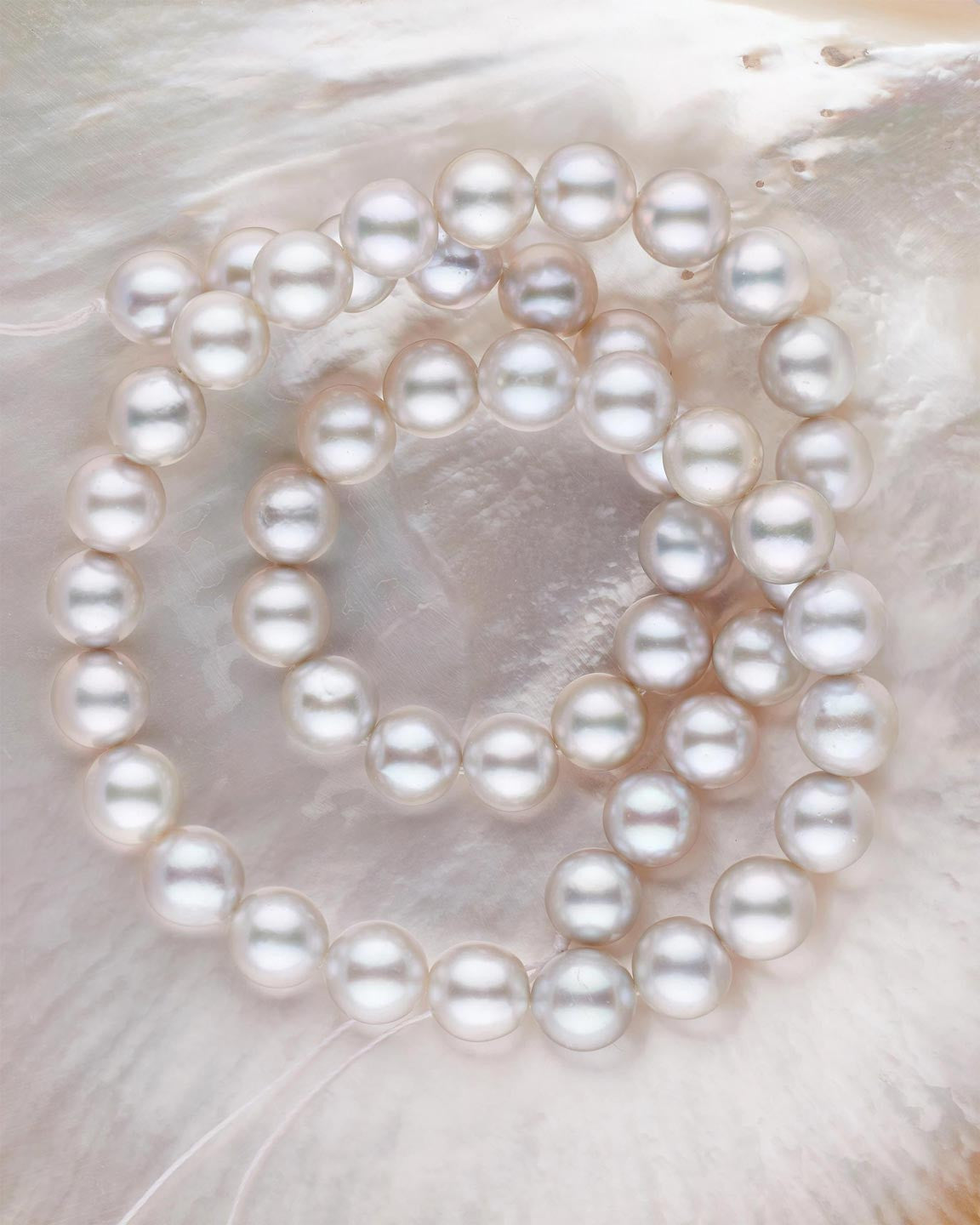 Red Sea pearls on Pinctada maxima shell