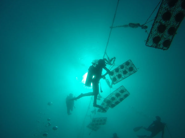 Each panel filled with pearl oysters is flipped