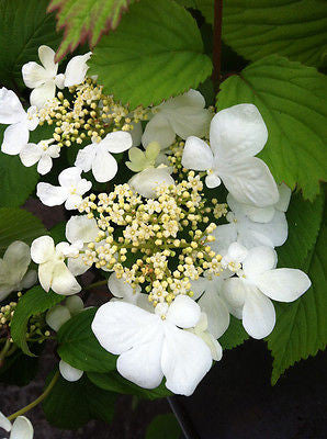 Viburnum plicatum Mariesii - Champion Plants