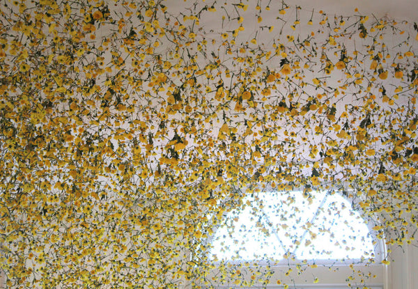 REBECCA LOUISE LAW