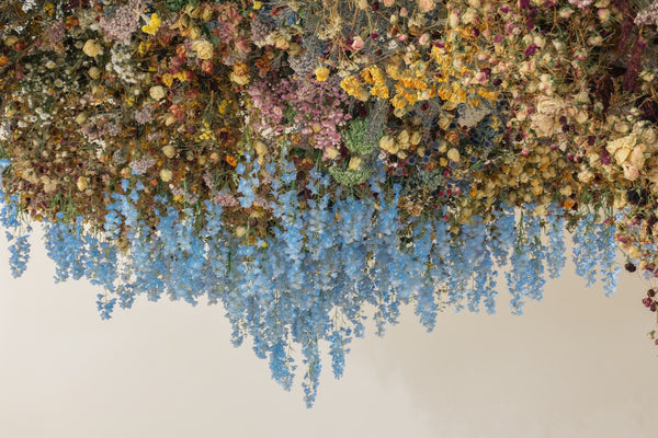 REBECCA LOUISE LAW