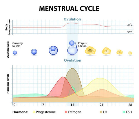 how menstrual cycle impacts testosterone