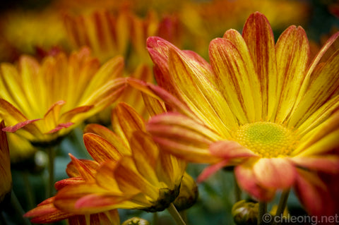 Daisy Malaysia Flower From Cameron Highlands