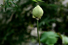 selayang flower