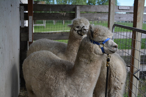 alpacas at our ranch