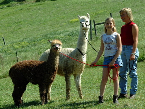 training alpacas on a halter