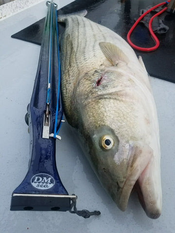 Striped bass spearfishing 