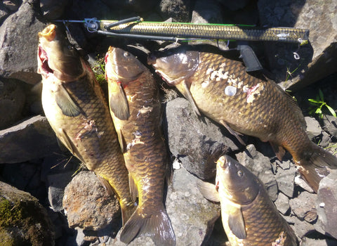 Spearfishing Freshwater carp