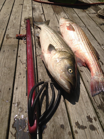 Spearfishing striped bass