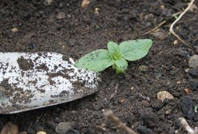 Growing from seed step 6