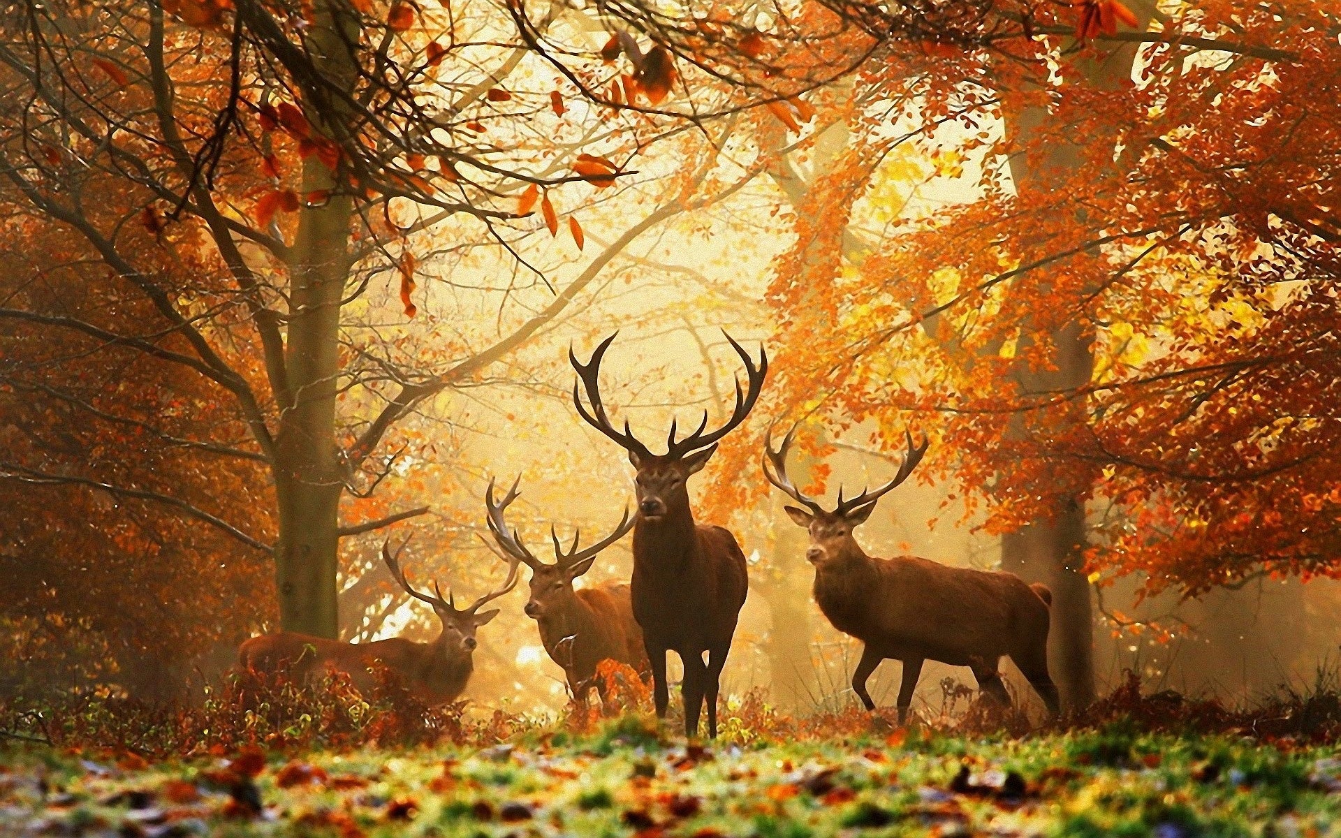 autumn stags
