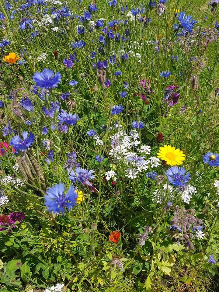 wildflowers