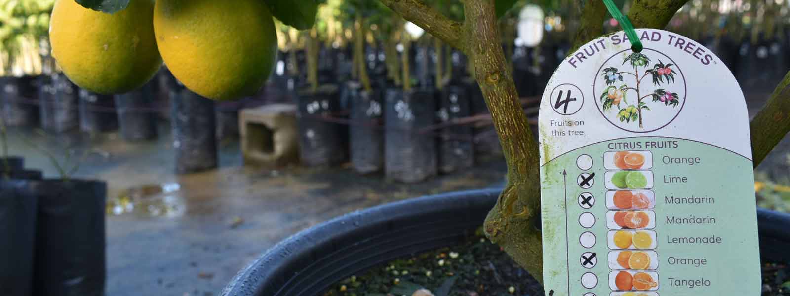 A Citrus Fruit Salad Tree