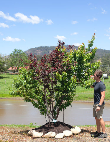 Summer tree care - make sure to balance and shape the different fruit grafts on your fruit salad tree