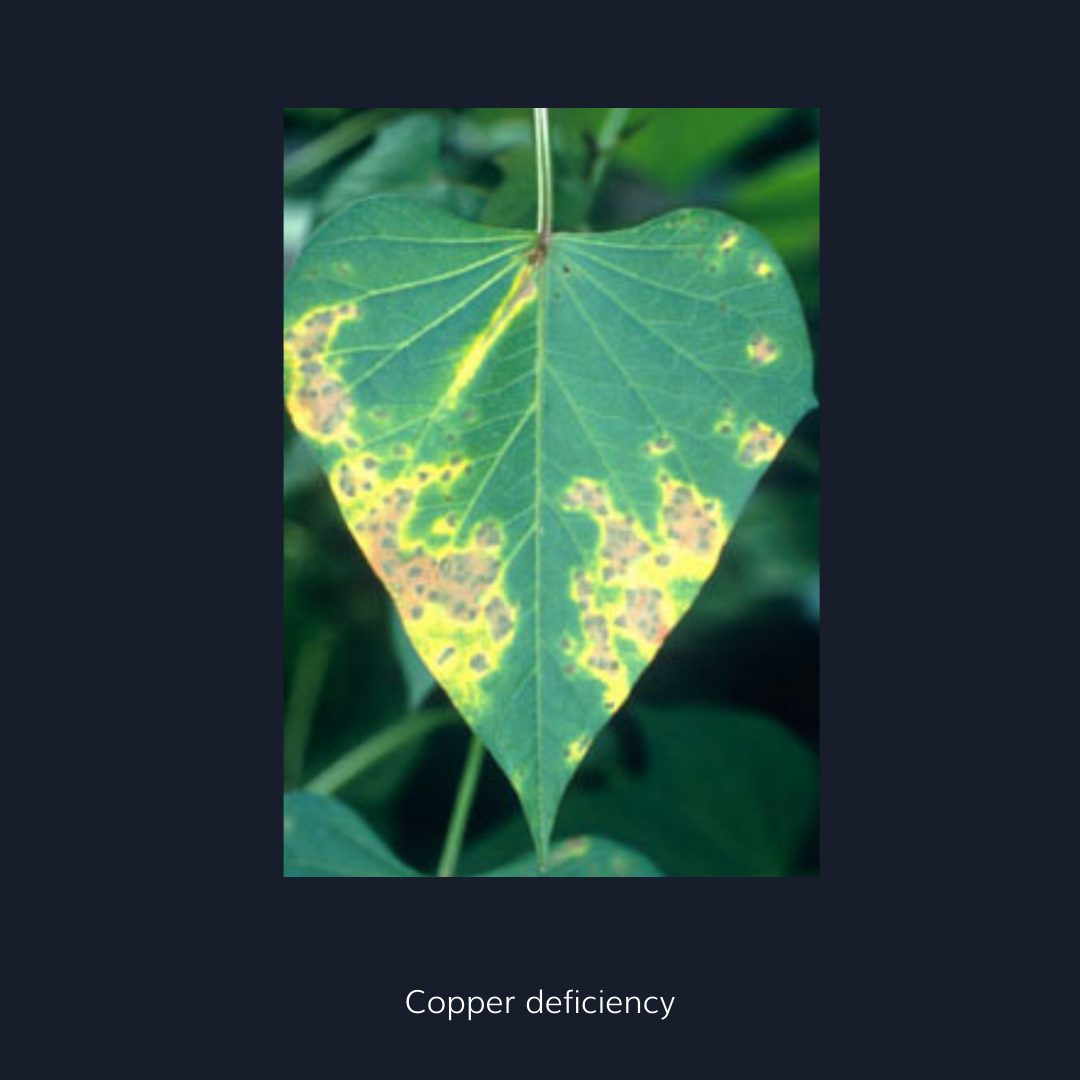 Copper deficiency in fruit trees