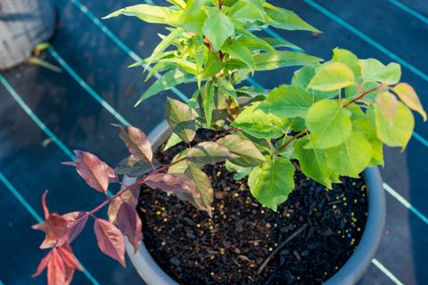 watering your fruit salad tree