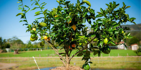 citrus fruit salad tree with strong branchwork