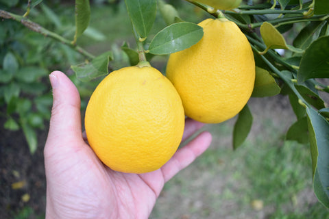 removing fruit on a citrus tree
