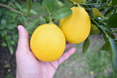 pruning citrus trees with orange lime pomelo lemonade