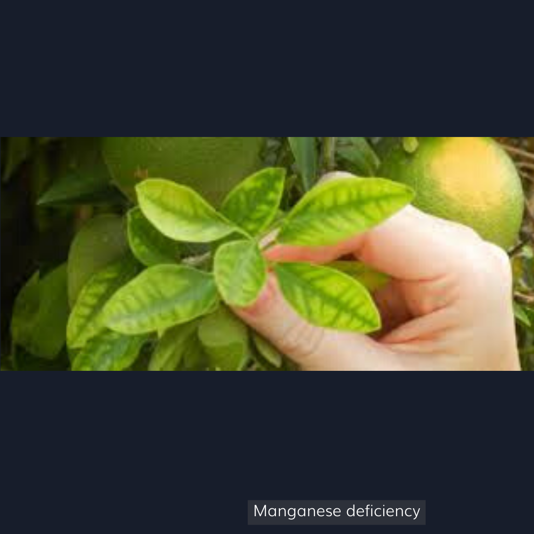 Manganese deficiency in fruit trees