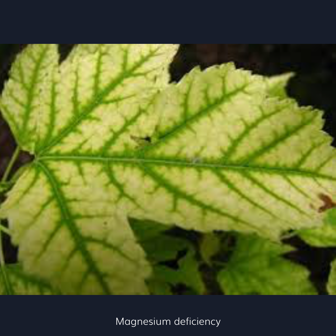 Magnesium deficiency in fruit trees