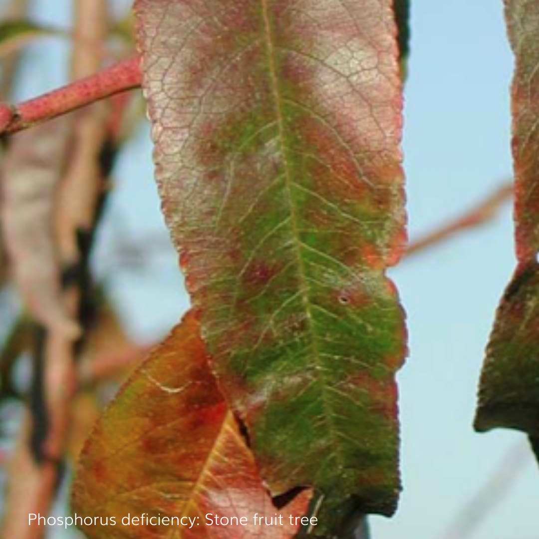 Phosphorus deficient stone fruit tree