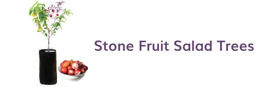 Seasonal care for your stone fruit salad trees