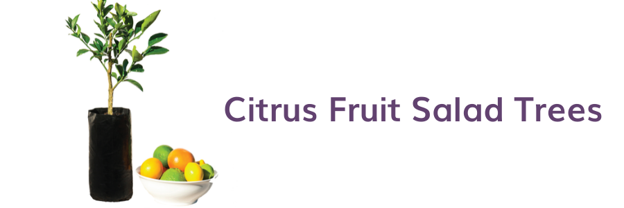 Seasonal care for your citrus fruit salad trees