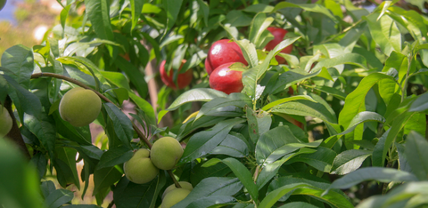 Edible hedges