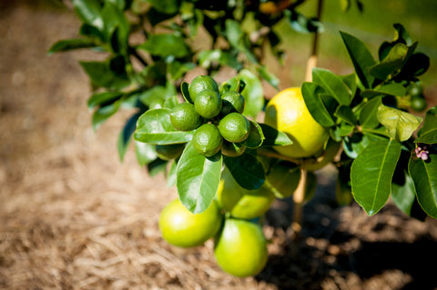 Citrus Fruit Salad Trees