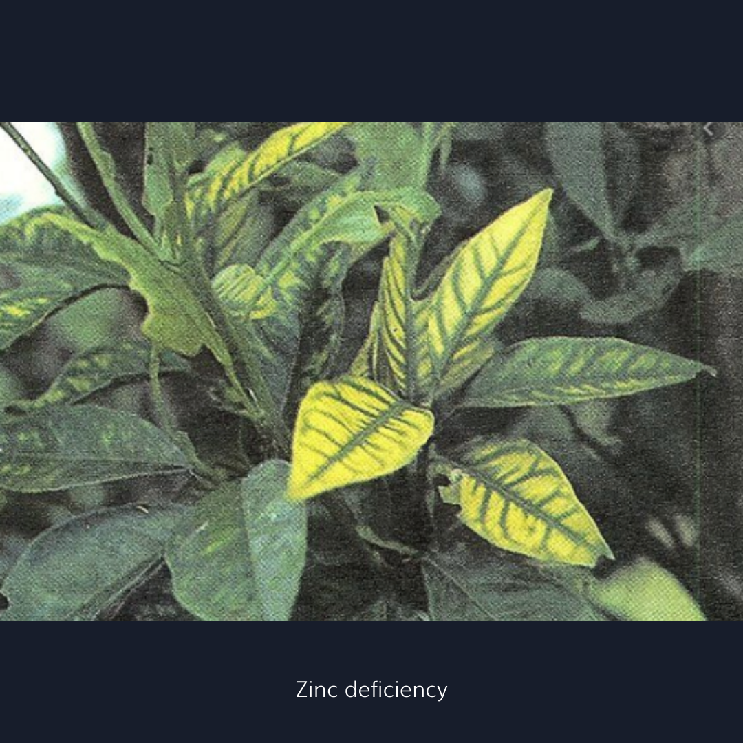 Zinc deficient leaf