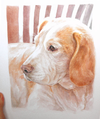 Dog Pet Portrait Beag