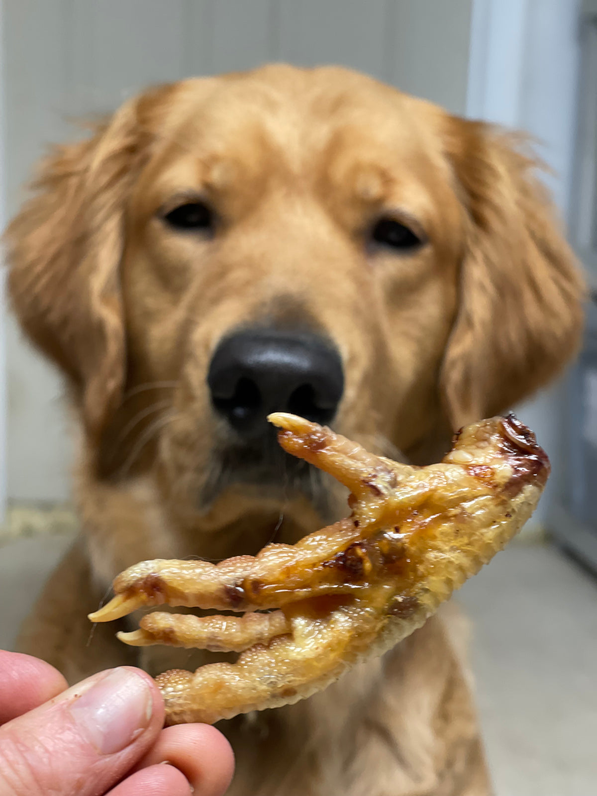 are chicken feet safe for dogs to eat