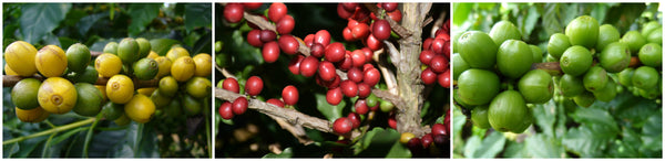 coffee berries ripening