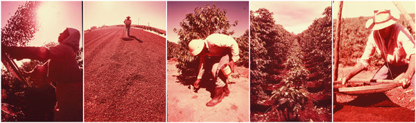 old images of workers on the coffee farm