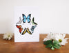 Butterfly Combo Note Card Set (Blank)