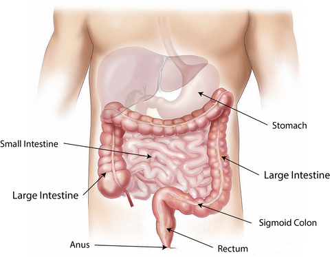 ReNew Life Supplements - digestion 