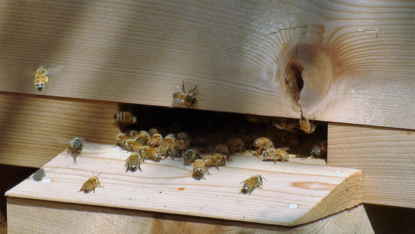 Bees at Warré hive entrance - Copyrights RebelBees 2017