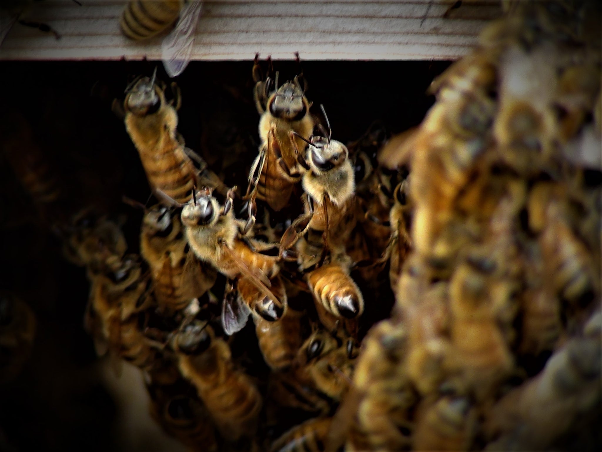 Bees Under the Warré Hive Floor - Copyrights RebelBees 2019