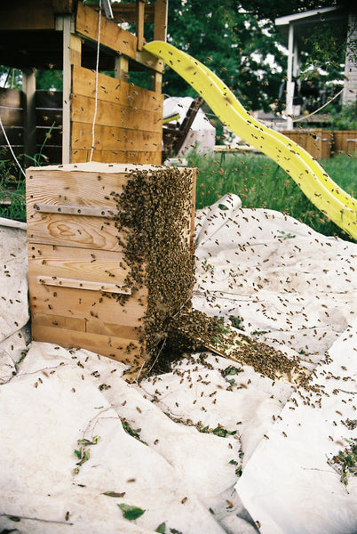 Swarm entering a Warré hive - Copyrights RebelBees 2018
