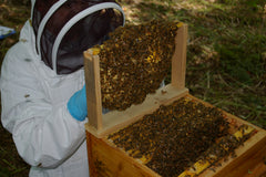 Inspecteur apicole - Photo: John Haverson